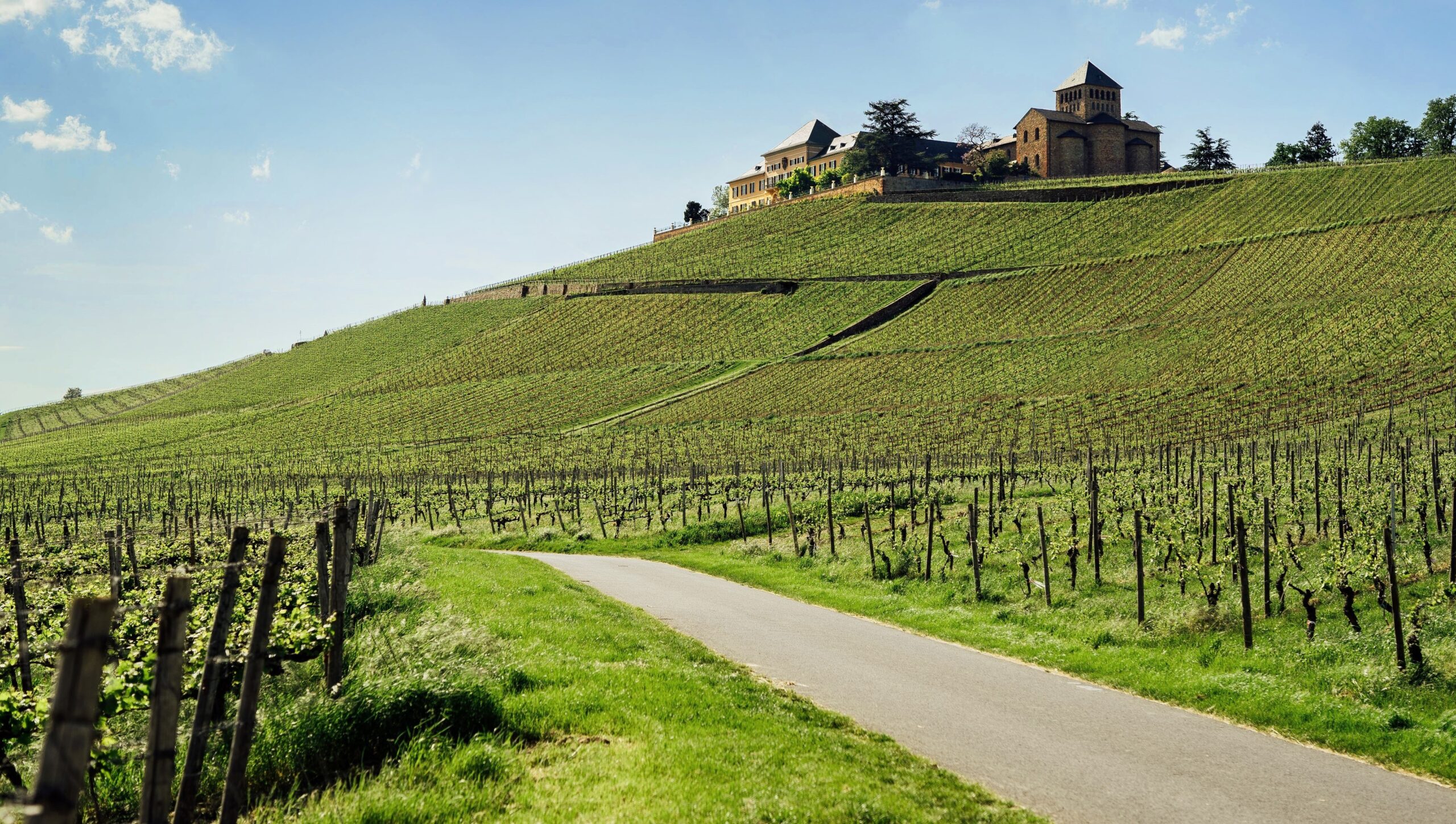 Weinberg Fruehling scaled - Oetker Collection